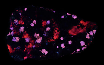 SC1326 – Fluorapatite and Calcite in Magnetite from Utah