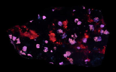 SC1327 – Fluorapatite and Calcite in Magnetite from Utah